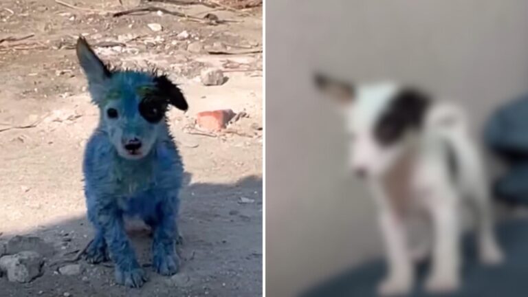 Poor Puppy Who Was Painted Blue And Abandoned On The Road