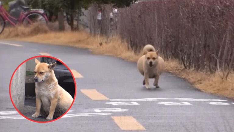 pregnant stray dog
