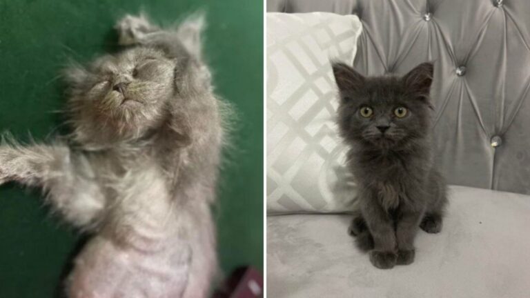 nebelung kitten transformation