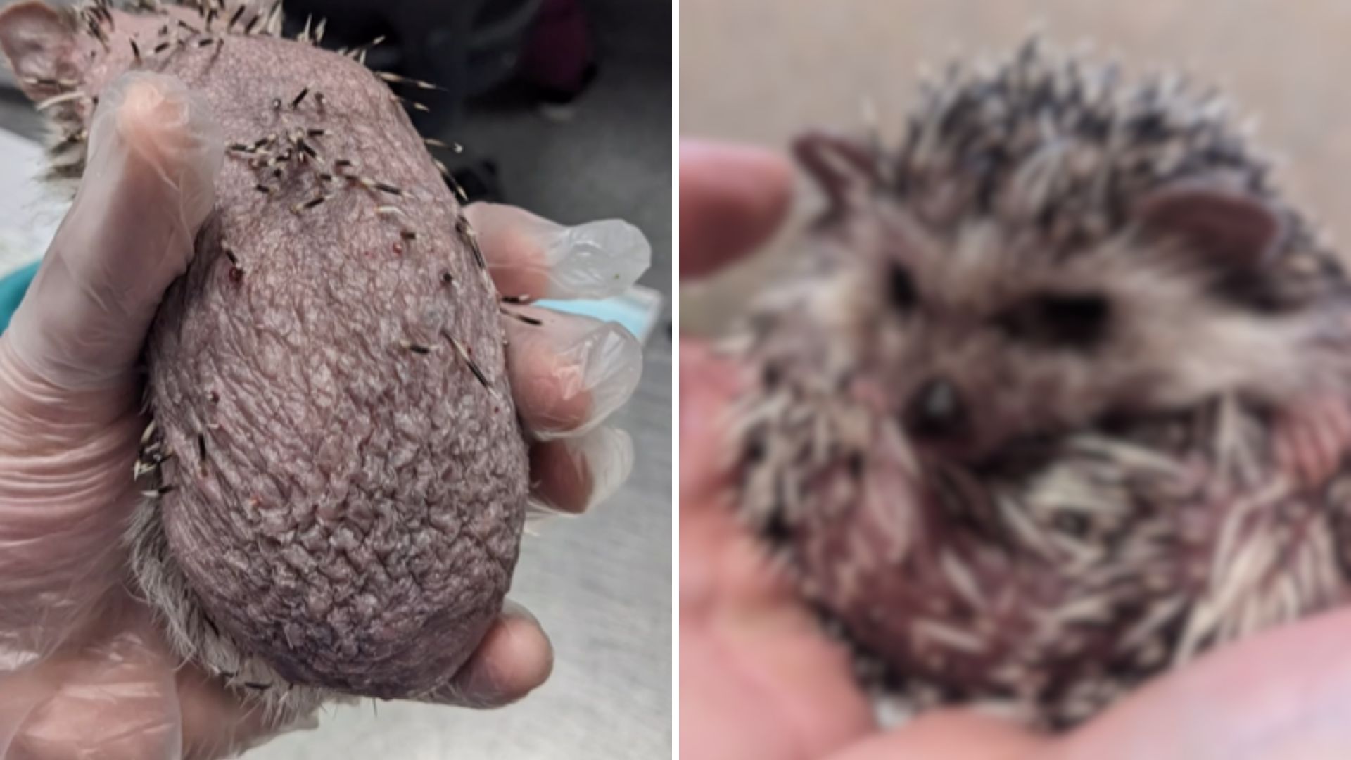 Rescue Hedgehog’s Journey To Recovery Is Filled With Love After He Lost His Quills