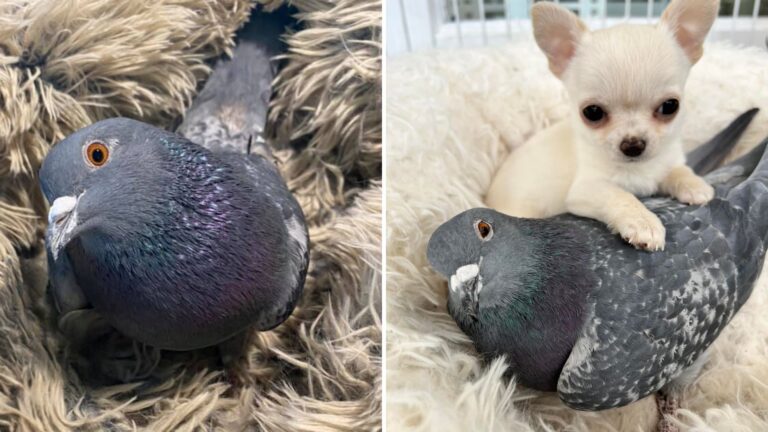 pigeon and puppy