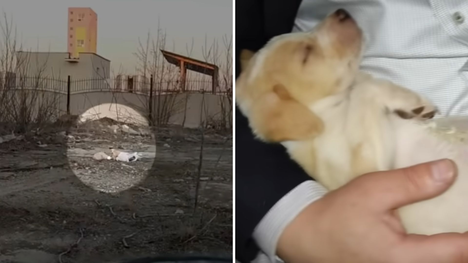 Shaking Puppy Found Among Trash In Florida Starts His New Journey To Cozy Laps