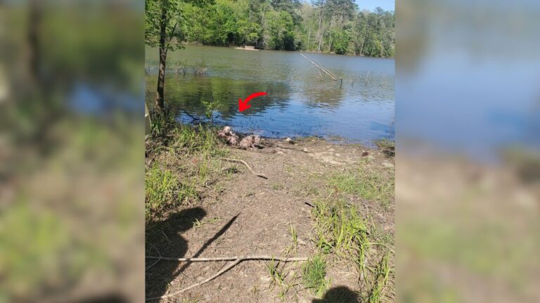 South Carolina Kayaker Discovers 4 Odd Mud Balls