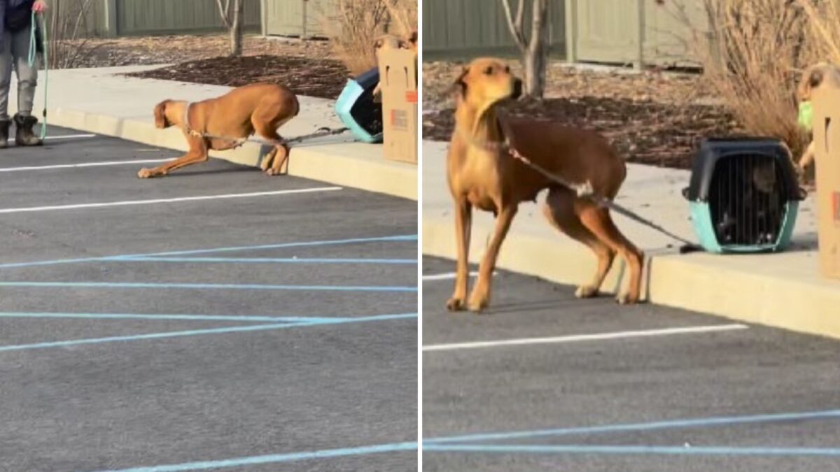 Stressed Mama Dog Found Abandoned In A Parking Lot With A Crate Full Of ...