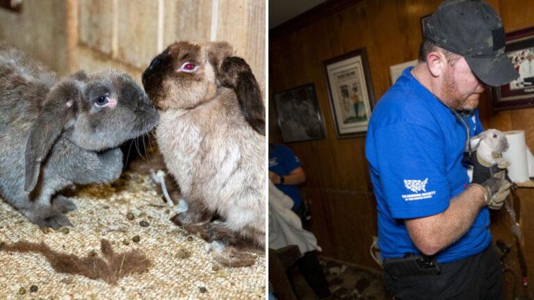 Tennessee Rabbit Owner Desperately Seeks Help