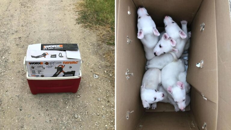 Texas Rescue Finds A Box Of Puppies