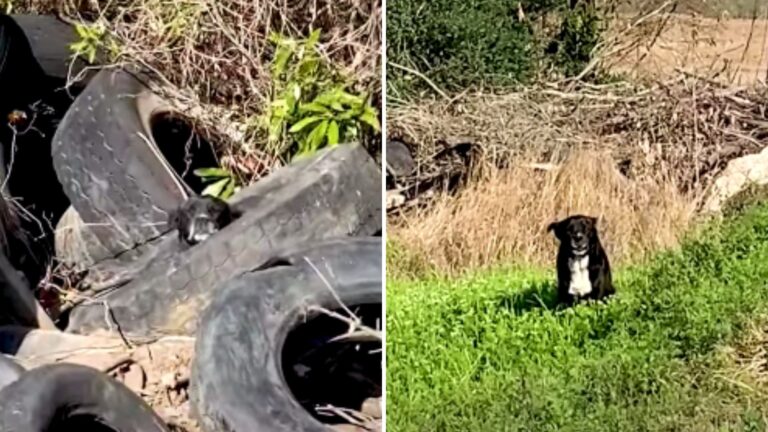 helpless dog in a pile of tires