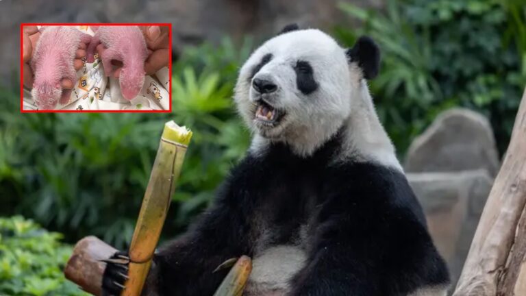 The Oldest First-Time Giant Panda Mother Over The Moon