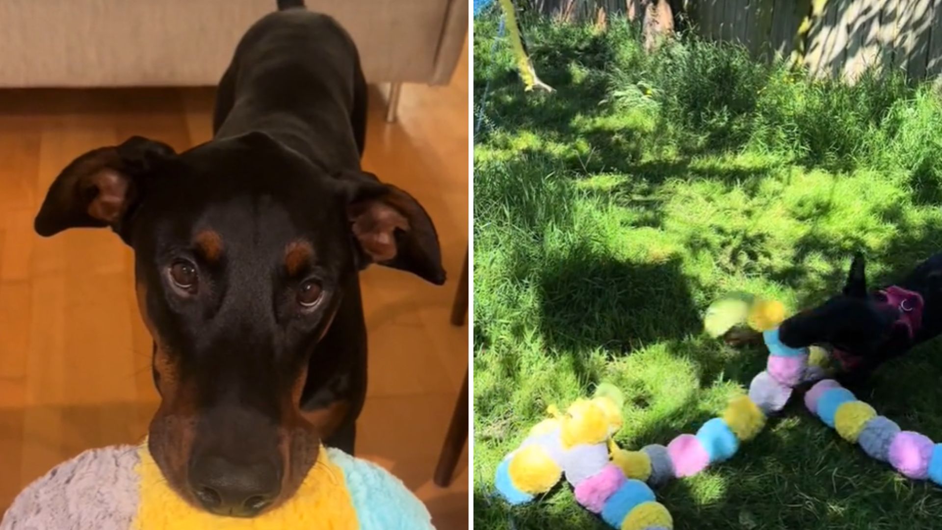 dog reacts on pinata