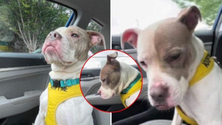 very sad dog