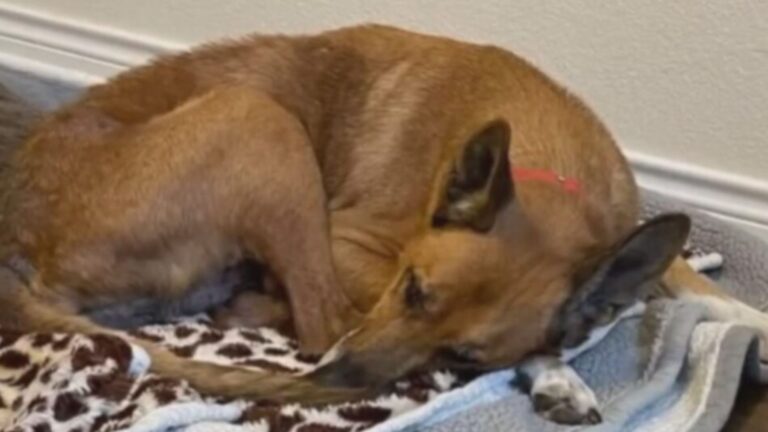 sad dog