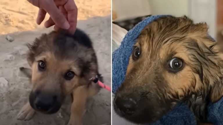 scared dog being found by woman