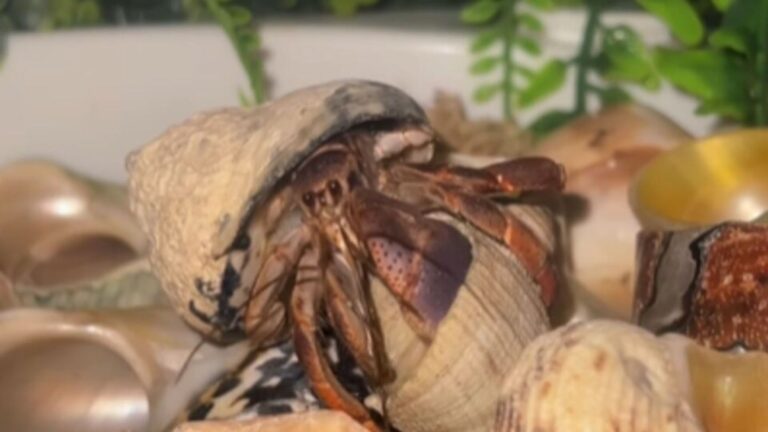 hermit crab