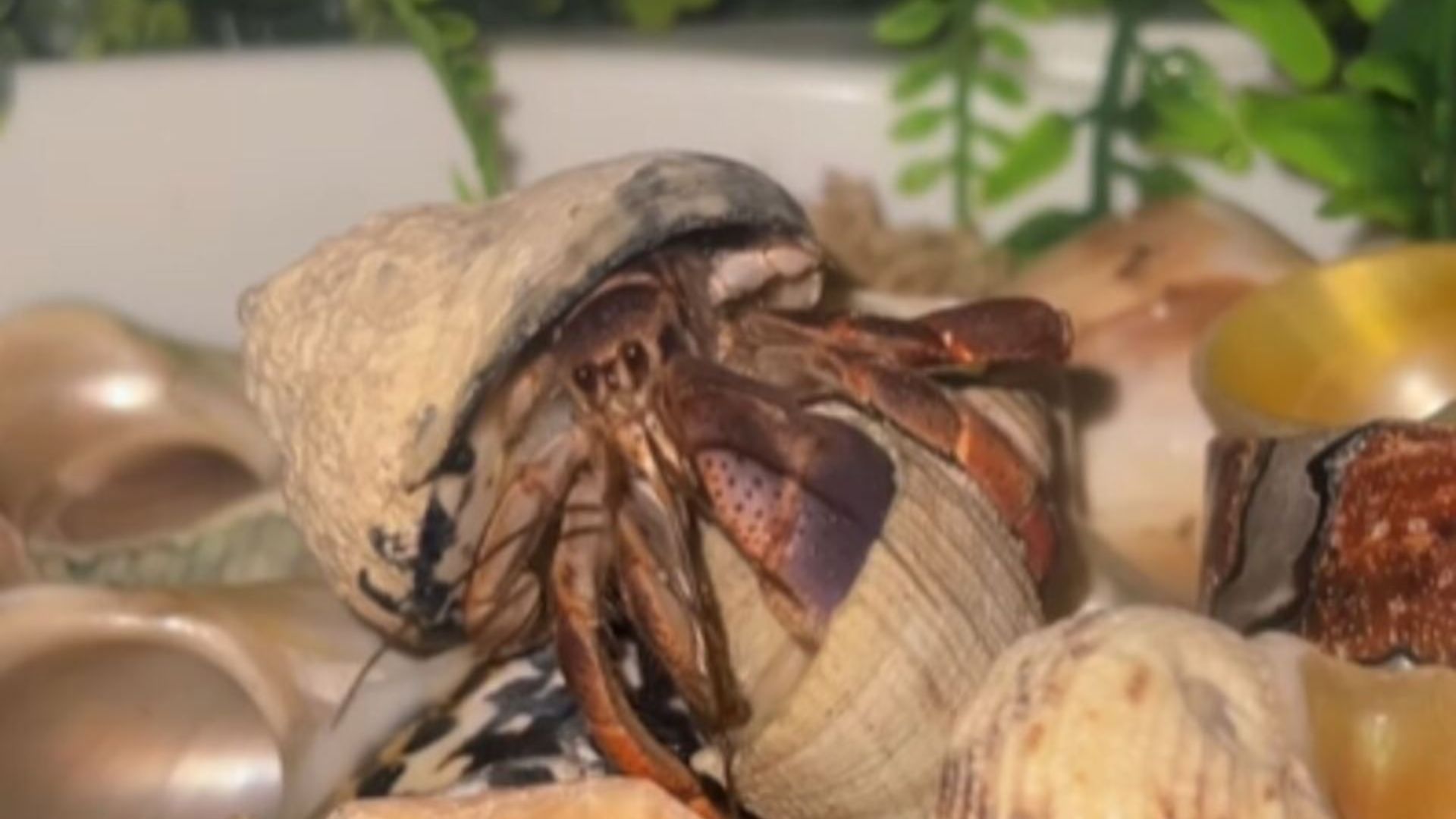 hermit crab
