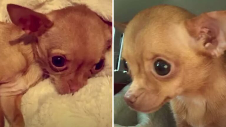 tiny chihuahua