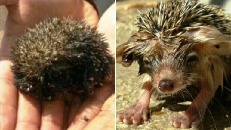 hedgehog soaked in oil