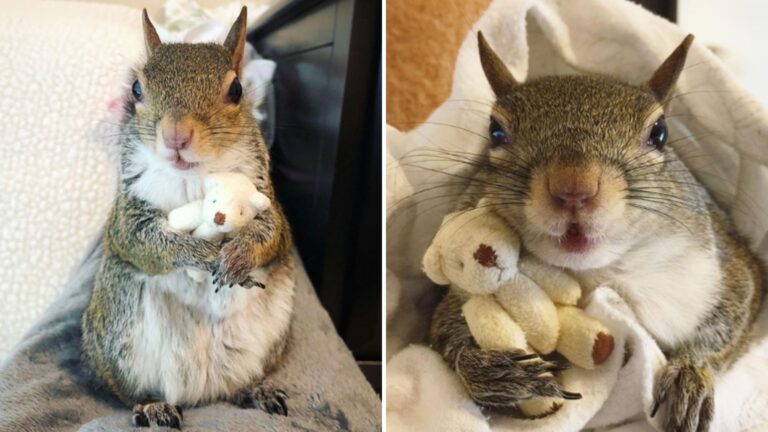 tiny rescued squirrel