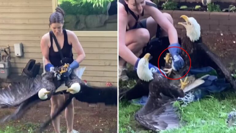 two entangled bald eagles