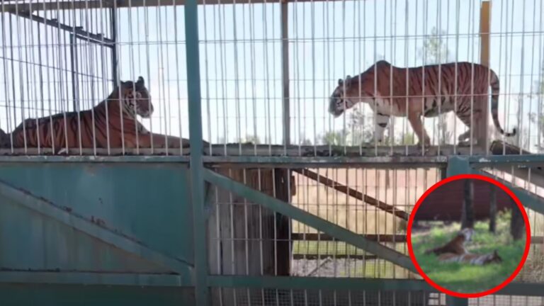 Two Tigers Locked Up And Abandoned By The Circus Touch Grass And Sense Freedom After 15 Long Years