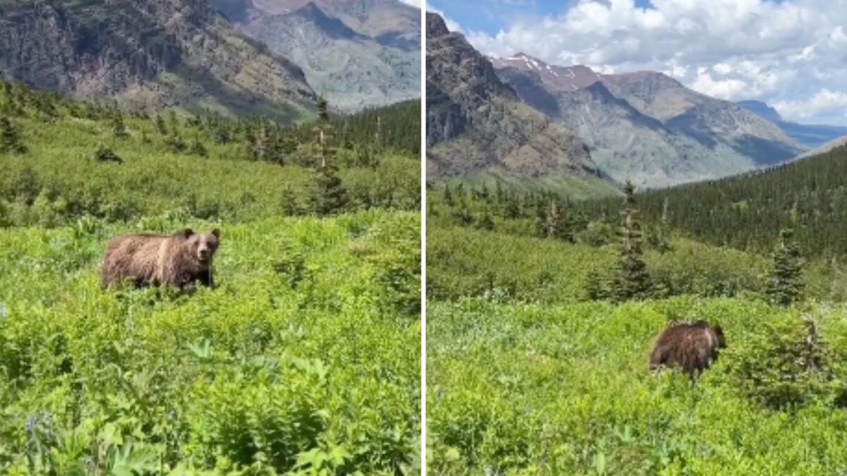 Woman Faces A Terrifying Encounter With A Grizzly Bear While Hiking In ...