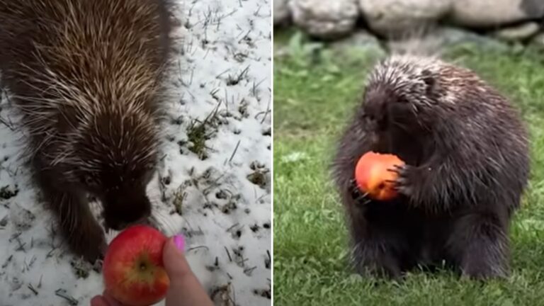 hungry porcupine gets an apple