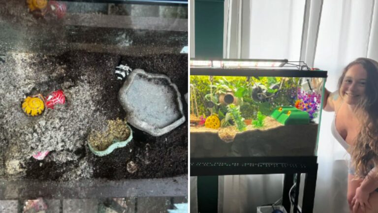 flooded hermit crabs