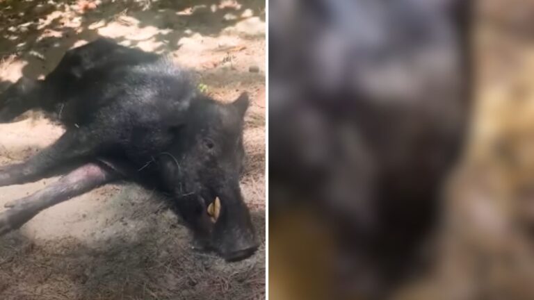 Wild black boar
