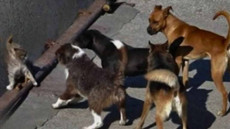 Woman Found A Gang Of Dogs Surrounding A Terrified Cat But She Knew Exactly What To Do