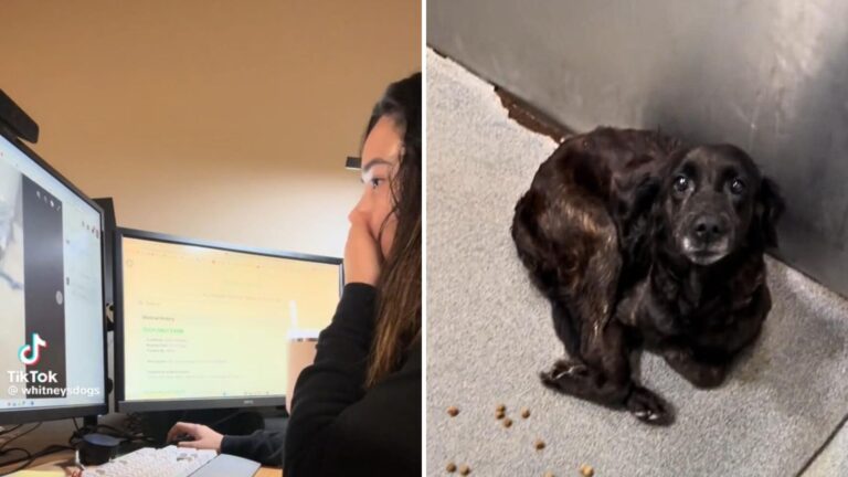 woman found dog in shelter