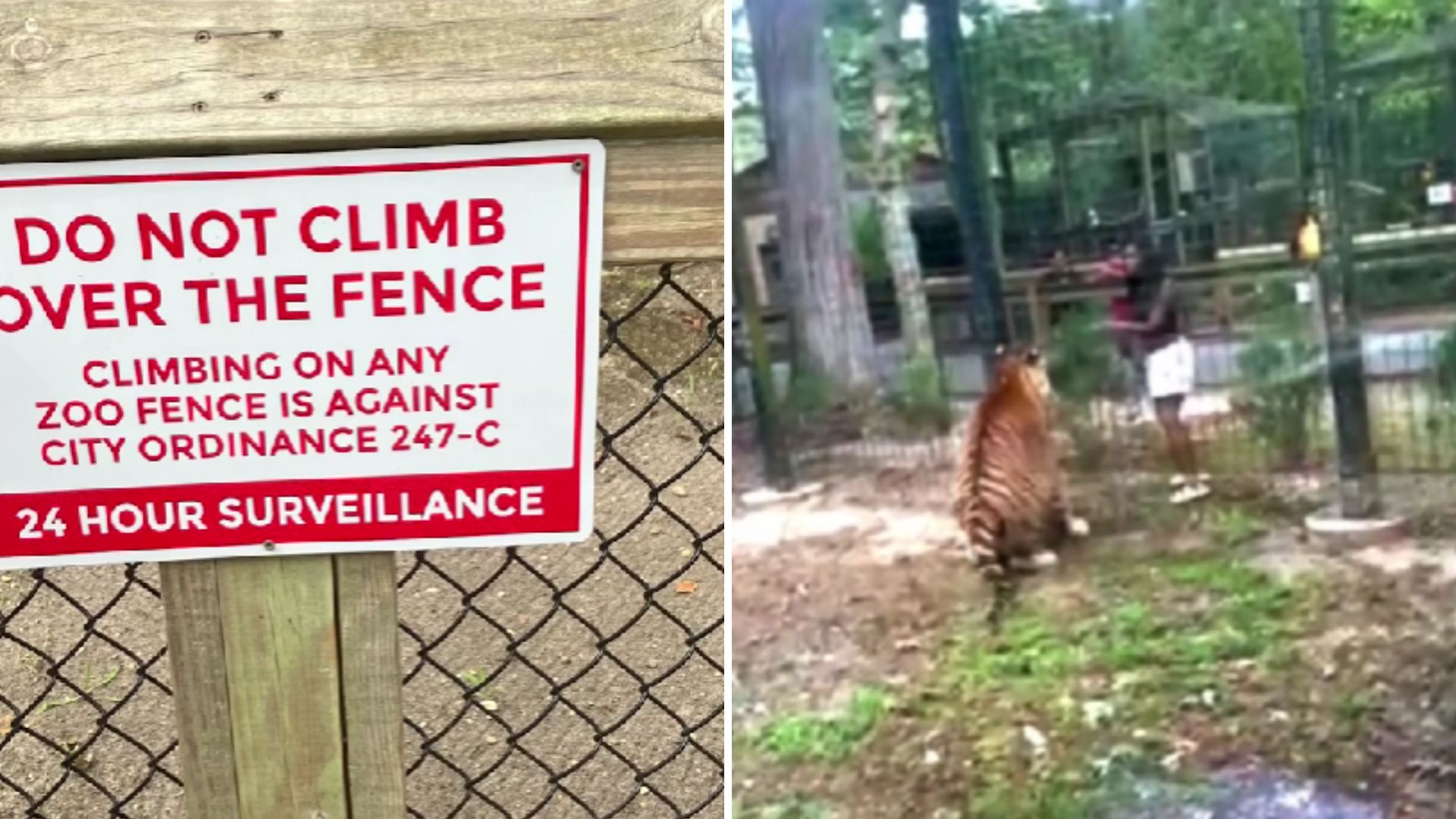 woman climbs to tiger in zoo