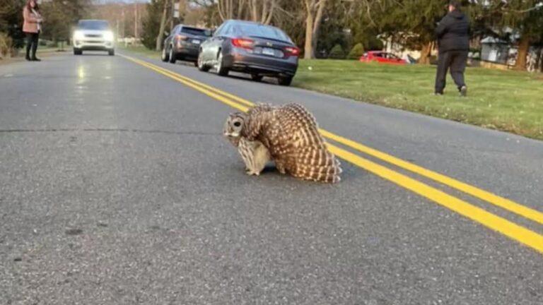 Woman Spots An Injured Owl On A Busy Road