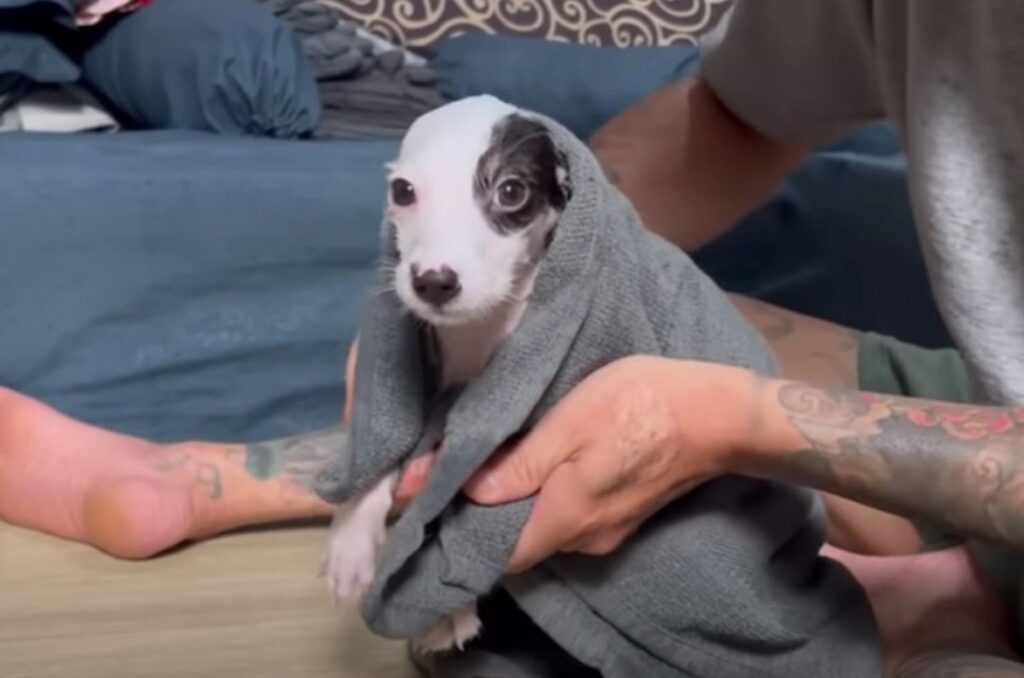 a beautiful dog wrapped in a towel