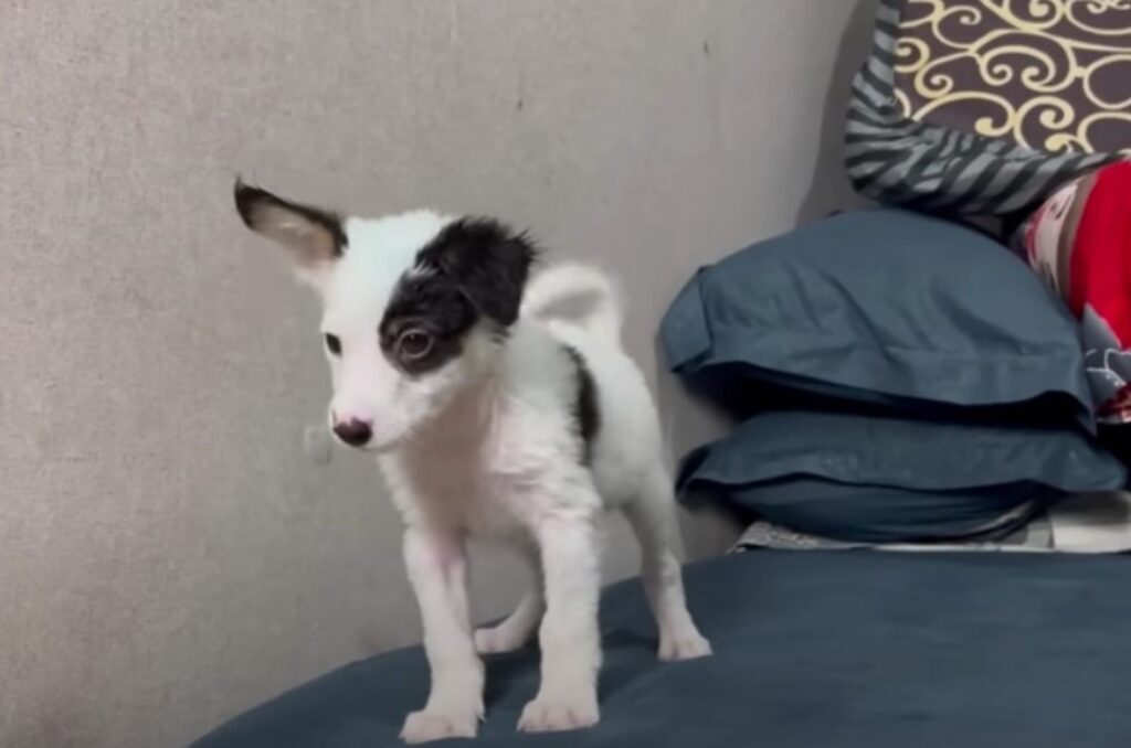 a black and white dog is standing on the couch