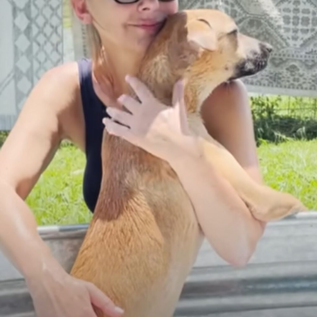 a brown dog in a woman's arms