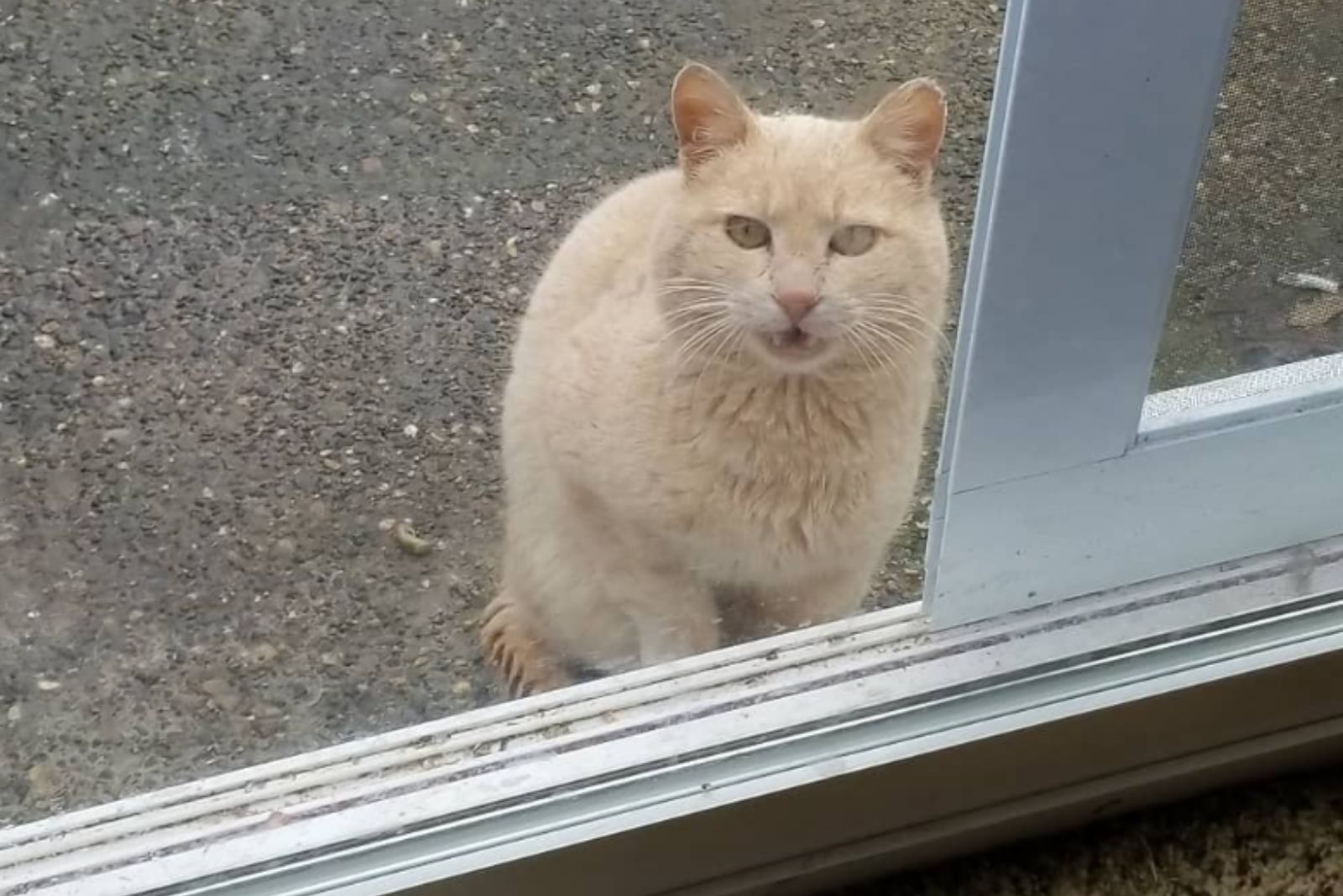 a cat sitting behind the door