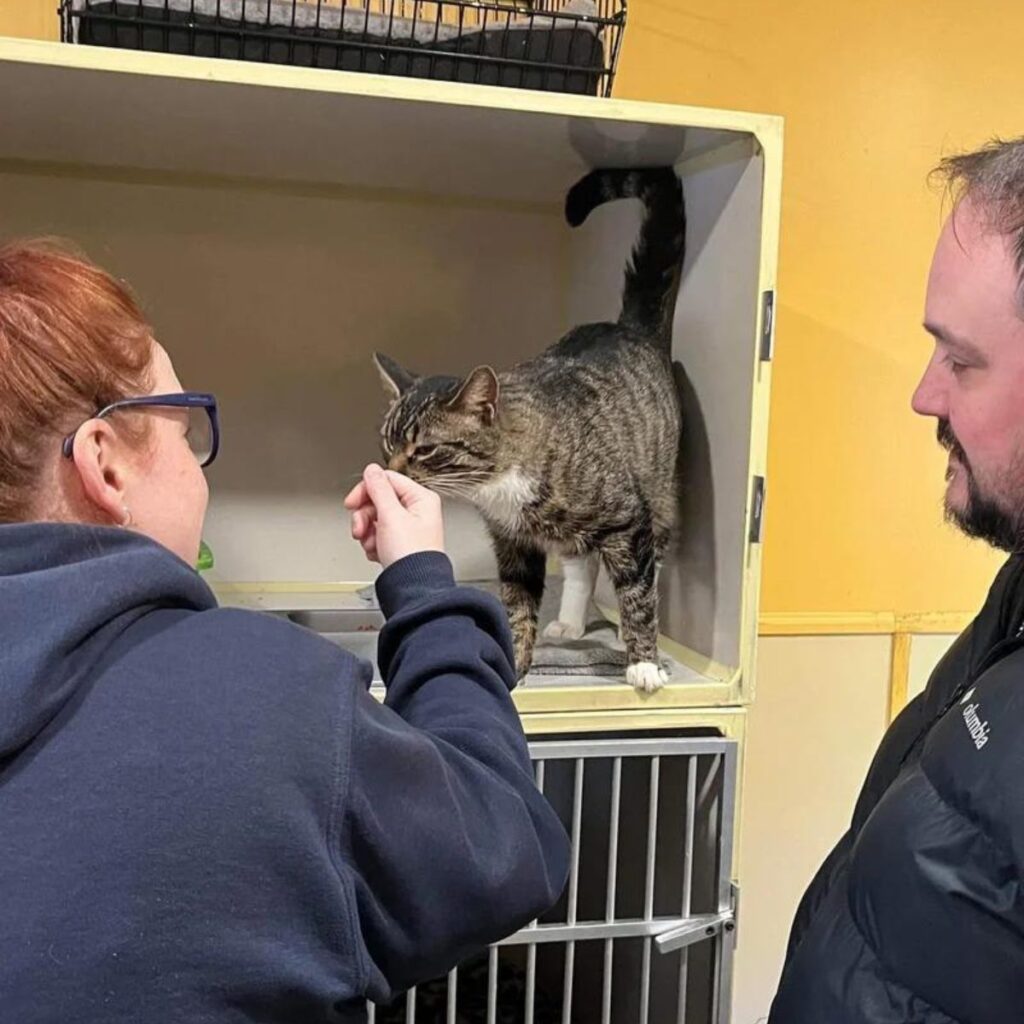 a couple in a shelter looks at a cat