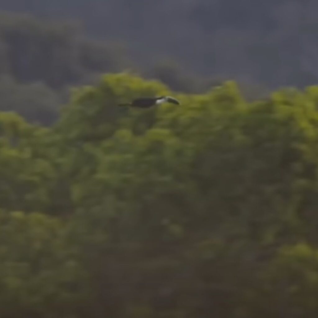 a distant view of a toucan in flight