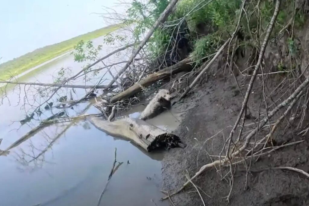 a dog in a river full of mud