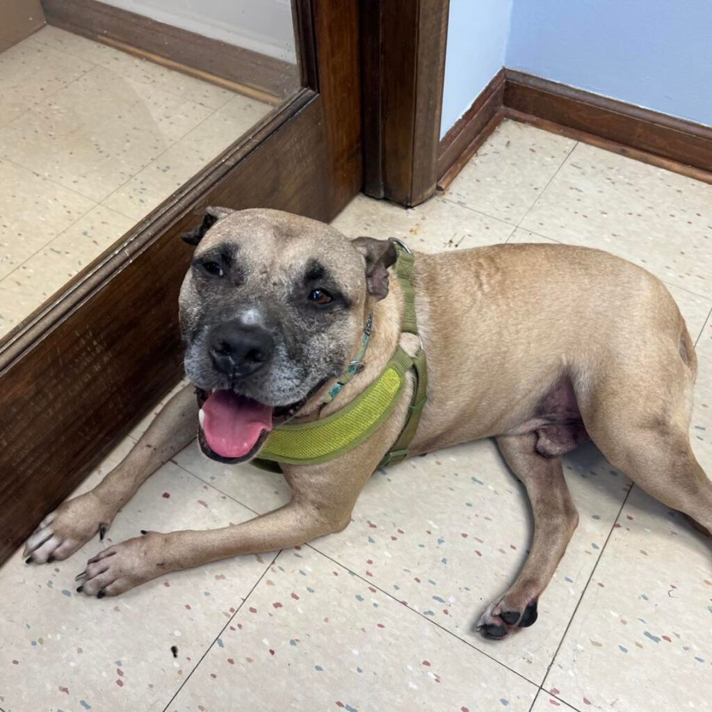 a dog sits by the door with its tongue out