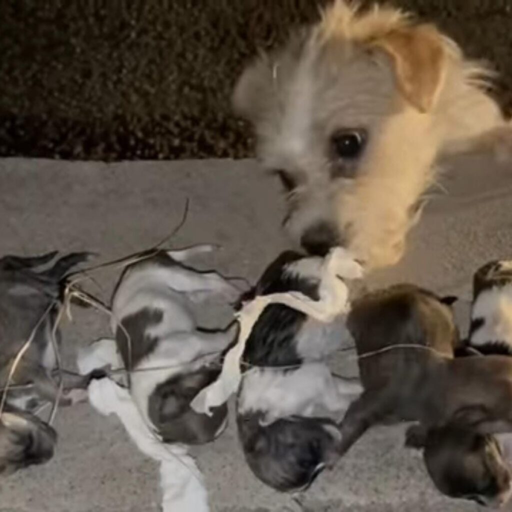 a dog sniffs its puppies