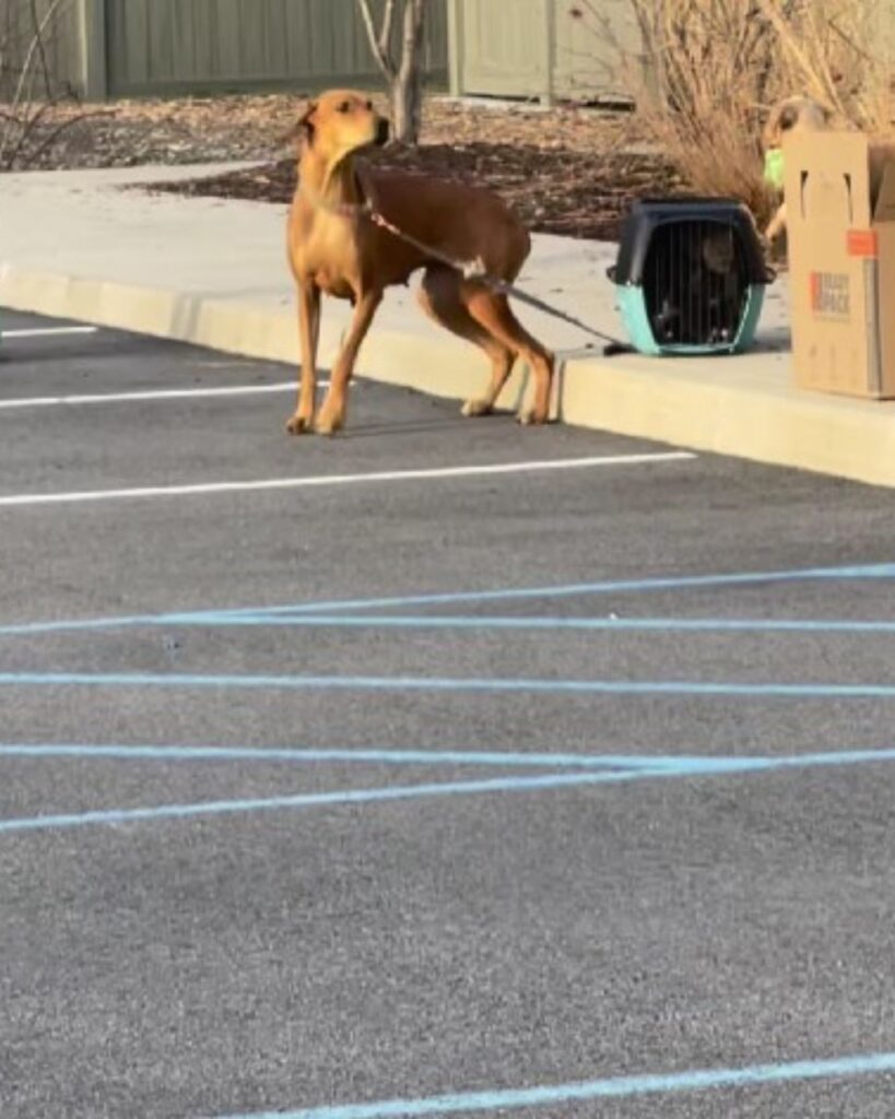 a dog tied to a crate with puppies