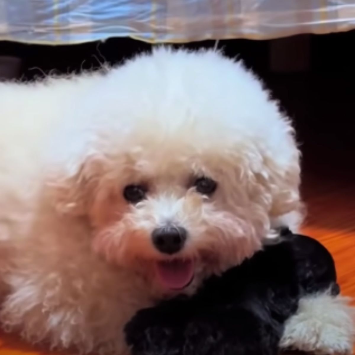 a dog with newborn puppy