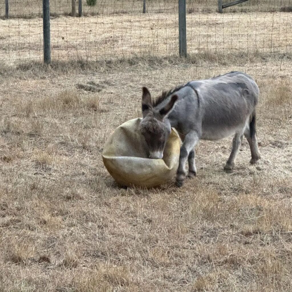 a donkey in a field with a deflated ball