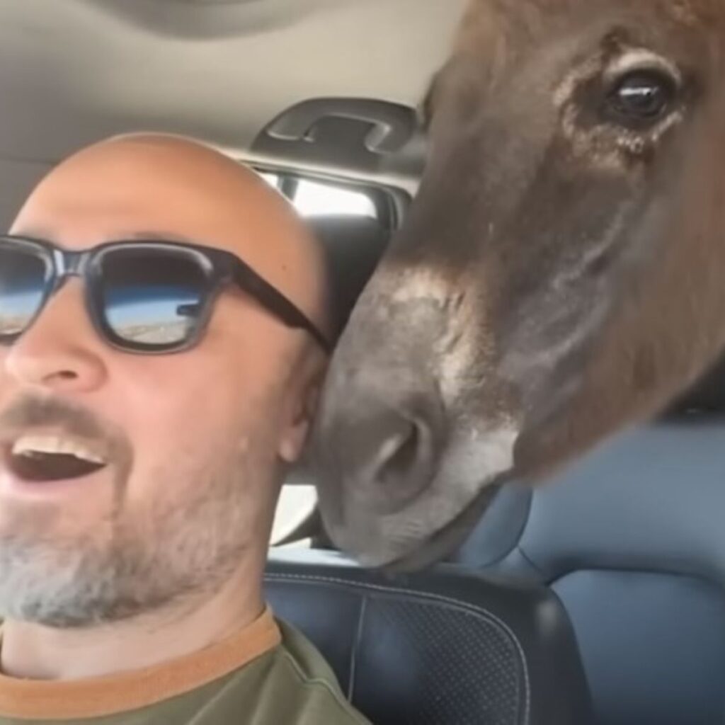 a donkey rides in a car with a man