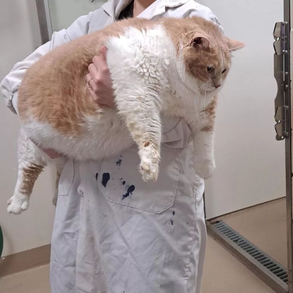 a fat cat in the arms of a veterinarian