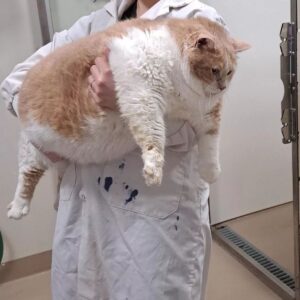‘Biggie Smalls’ The Cat Goes Viral For His Weight Loss Journey