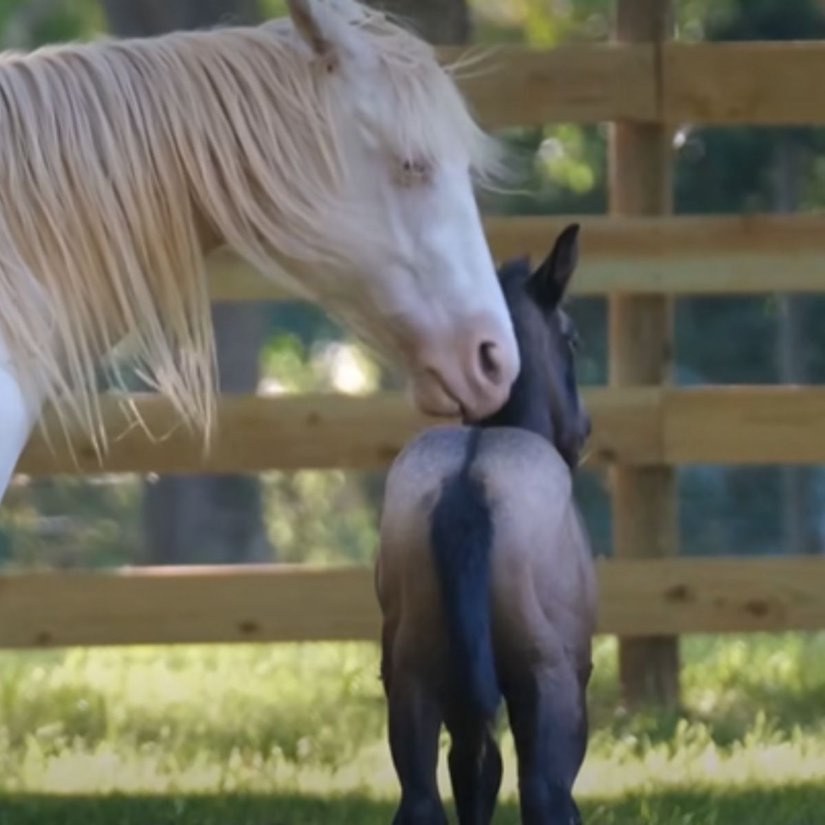 a horse with baby foal