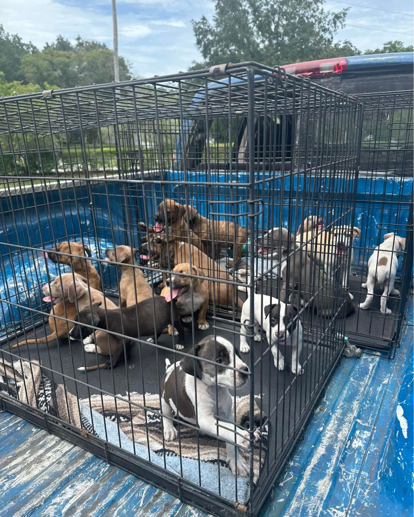 a lot of puppies in a cage on a truck