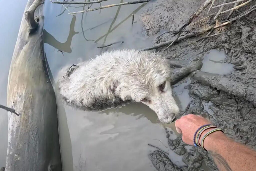 a man extends his hand to a dog in the mud