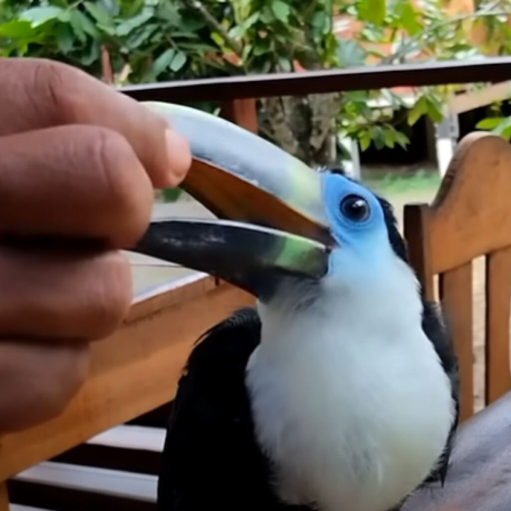 a man feeds a beautiful toucan